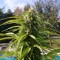 Auto Super Bud feminised Ganja Seeds Kenevir tohumları