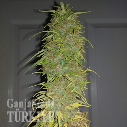 Auto Super Bud feminised Ganja Seeds