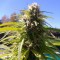 Auto Super Bud feminised Ganja Seeds Eve teslim kenevir tohumları