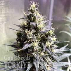 Auto Chocolope feminised Ganja Seeds