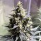 Samsun’da  Auto Chocolope feminised Ganja Seeds kenevir tohumu