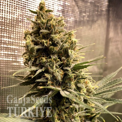 Auto Chocolope feminised Ganja Seeds