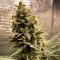 Trabzon’da  Auto Chocolope feminised Ganja Seeds kenevir tohumu