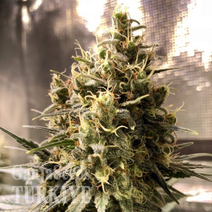 Auto Chocolope feminised Ganja Seeds