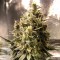 Yalova’da  Auto Chocolope feminised Ganja Seeds kenevir tohumu