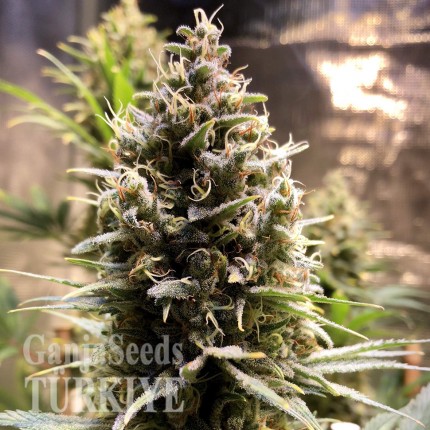 Auto Chocolope feminised Ganja Seeds