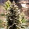 Auto Chocolope feminised Ganja Seeds Otomatik çiçeklenen dişileştirilmiş kenevir tohumu