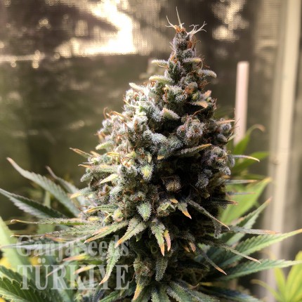 Auto Chocolope feminised Ganja Seeds