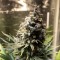 Auto Chocolope feminised Ganja Seeds Orijinal ambalajda kenevir tohumları