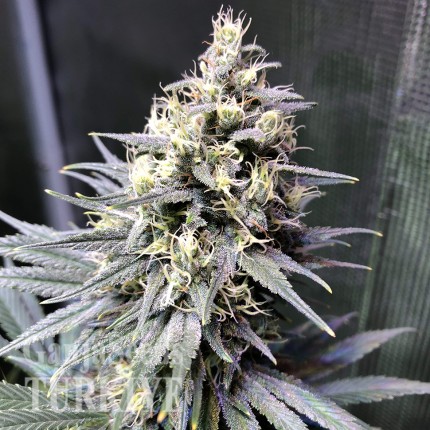 Auto Chocolope feminised Ganja Seeds