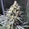 Auto Chocolope feminised Ganja Seeds Kenevir tohumları