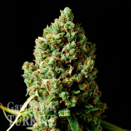 Critical Kush feminised Ganja Seeds