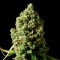 Critical Kush feminised Ganja Seeds