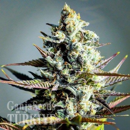 Critical Kush feminised Ganja Seeds