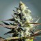 Critical Kush feminised Ganja Seeds