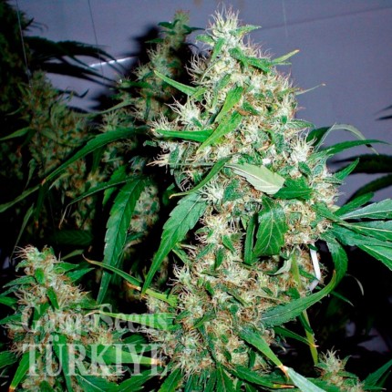 Critical Kush feminised Ganja Seeds