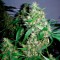 Critical Kush feminised Ganja Seeds