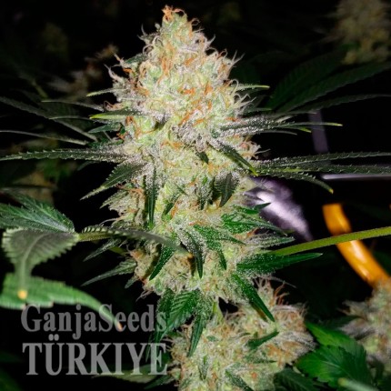 Agamotto feminised GanjaVIP Seeds