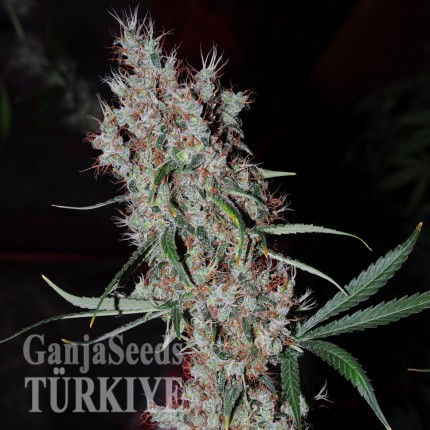 Agamotto feminised GanjaVIP Seeds