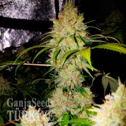 Agamotto feminised GanjaVIP Seeds