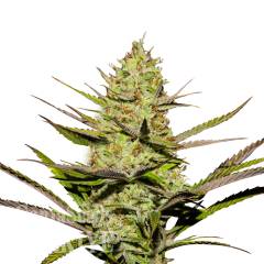 Agamotto feminised GanjaVIP Seeds