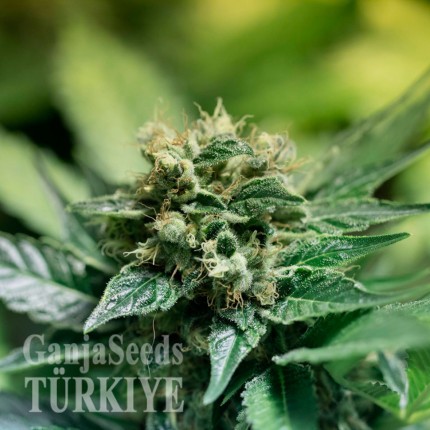 Agamotto feminised GanjaVIP Seeds