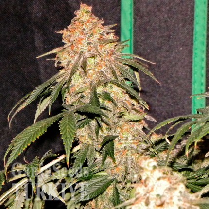 Agamotto feminised GanjaVIP Seeds