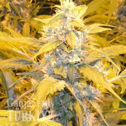 Agamotto feminised GanjaVIP Seeds