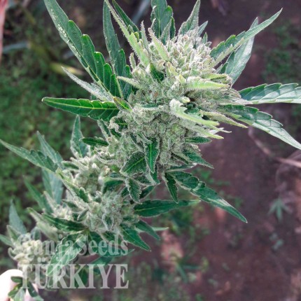 Agamotto feminised GanjaVIP Seeds