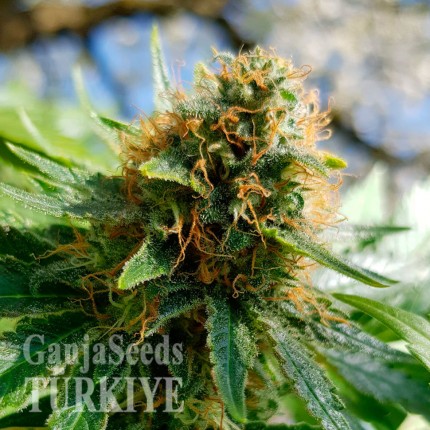 Agamotto feminised GanjaVIP Seeds