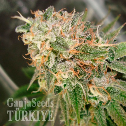 Cookies Kush feminised Ganja Seeds