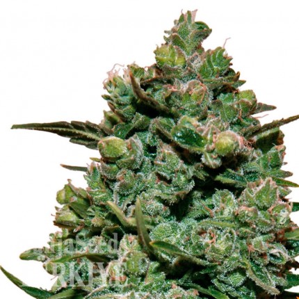 Cookies Kush feminised Ganja Seeds