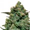 Cookies Kush feminised Ganja Seeds