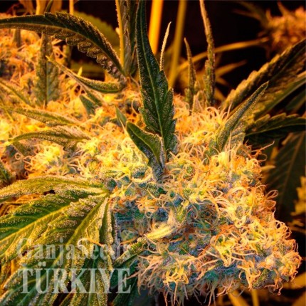 Auto Heaven feminised Ganja Seeds