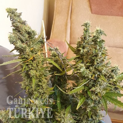 Auto Heaven feminised Ganja Seeds