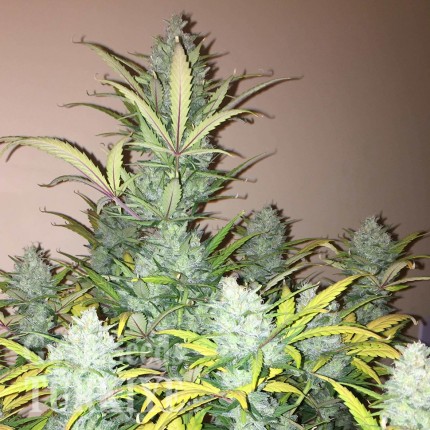 Auto Heaven feminised Ganja Seeds