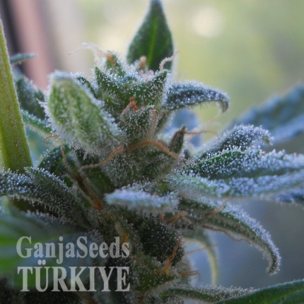 Auto Heaven feminised Ganja Seeds