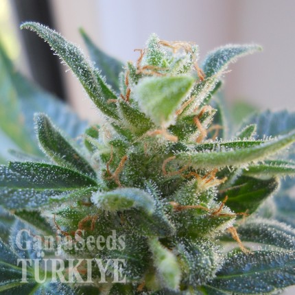 Auto Heaven feminised Ganja Seeds