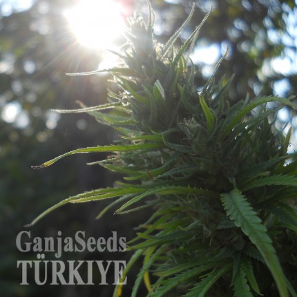 Auto Heaven feminised Ganja Seeds