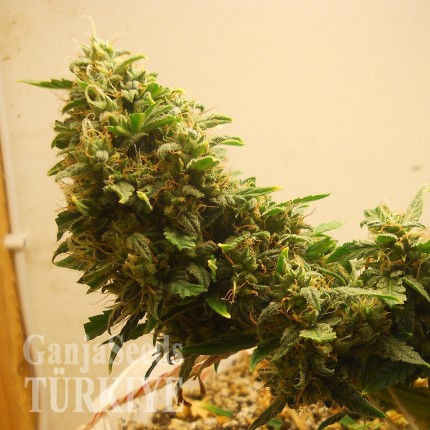 Auto Heaven feminised Ganja Seeds