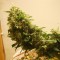 GanjaSeeds internet mağazasından kargo ile Auto Heaven feminised Ganja Seeds