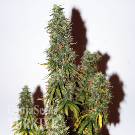 Auto Heaven feminised Ganja Seeds