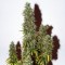 Auto Heaven feminised Ganja Seeds Ucuz kenevir tohumu fiyatları