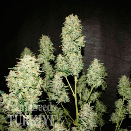 Annex feminised GanjaVIP Seeds