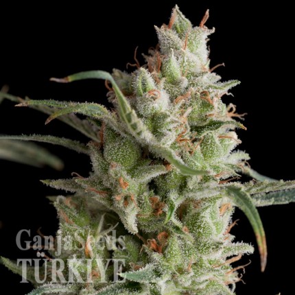 Annex feminised GanjaVIP Seeds