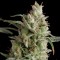 Annex feminised GanjaVIP Seeds Kenevir tohumları