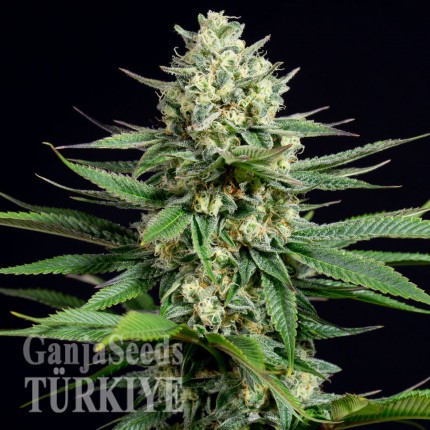 Annex feminised GanjaVIP Seeds