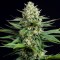 Annex feminised GanjaVIP Seeds Online kenevir tohumları