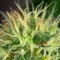 Annex feminised GanjaVIP Seeds Kargo ile kenevir tohumu