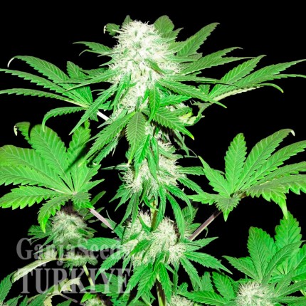 Annex feminised GanjaVIP Seeds